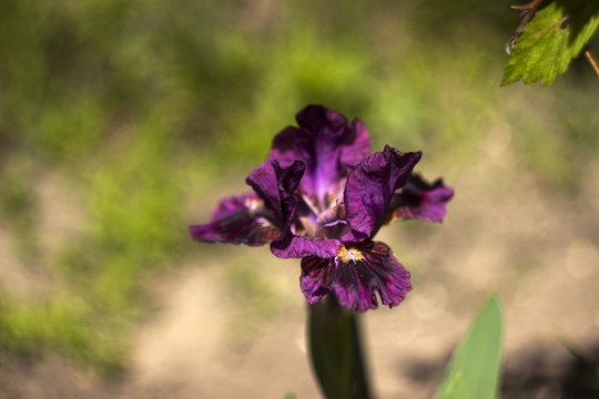 Low-bred maroon spring irises in the garden. Growing burgundy flowers, background, Floriculture