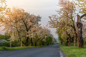 Fototapeta premium aleje czereśniowe