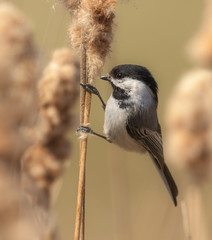 Black-capped Chickadee