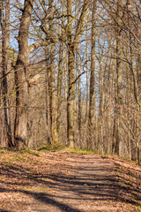 Forest path with trees without foliage in spring, vertically