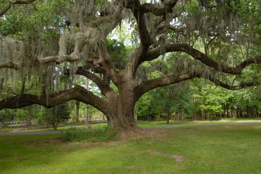 The Low Country, South Carolina