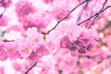 pink sakura blossoms in close up