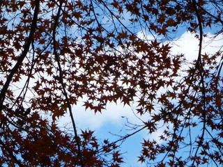 香嵐渓紅葉