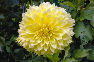 White and yellow dahlia flower in a garden - variety called Paradiso