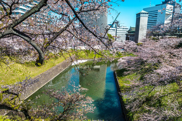 Tokyo - Sakura