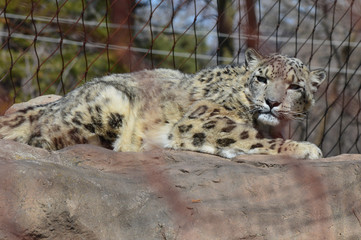 Snow Leopard