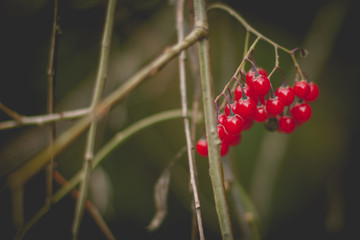Viburnum berries at Autumn , vintage stylish photo