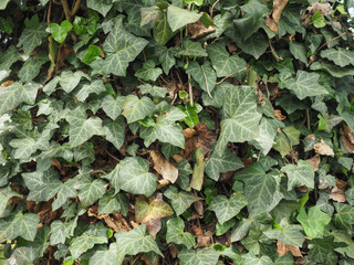 ivy plant background