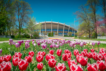 Group of colorful blooming tulip in Varna sea garden and popular city landmark as background - obrazy, fototapety, plakaty