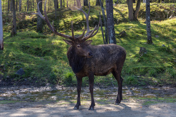 Deers in Parc Omega (Canada)
