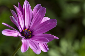 purple african daisy