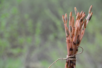 Bound fertile stems of Horsetail plant, ready for drying