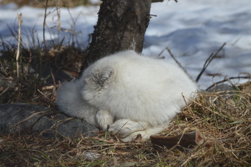 Arctic Fox