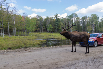 Deers in Parc Omega (Canada)