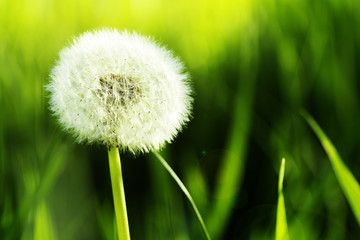 Dandelion over bright green grass