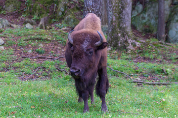 Buffalos in Parc Omega (Canada)