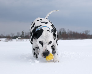 Dog Playing with Ball in Snow