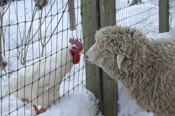 Chicken and Sheep Interaction