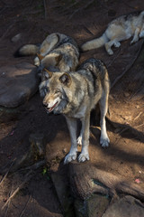 Wolfs in Parc Omega (Canada)