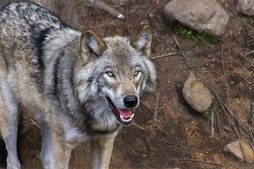 Wolfs in Parc Omega (Canada)