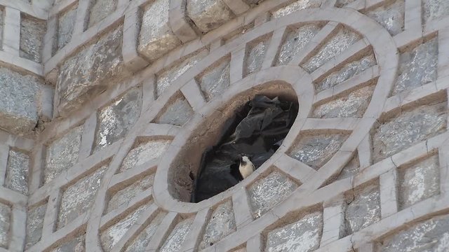 Close up of historic building in Khatt village with bird, Ras Al Khaimah, UAE.