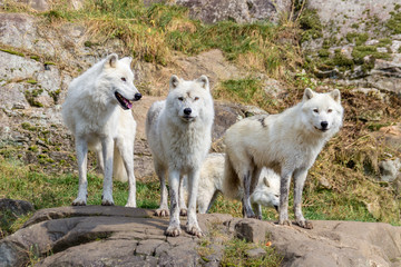 Obraz na płótnie Canvas Artic Wolfs in Parc Omega (Canada)