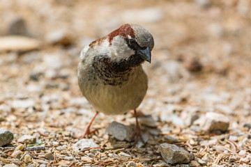 Curious sparrow on the ground