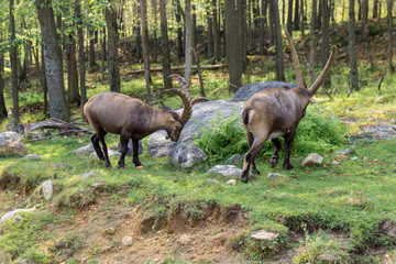 Naklejka na ściany i meble Alpine Ibex in Parc Omega (Canada)