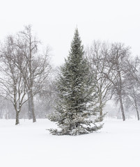 Field of large trees with snow covered ground at park in snowstorm.