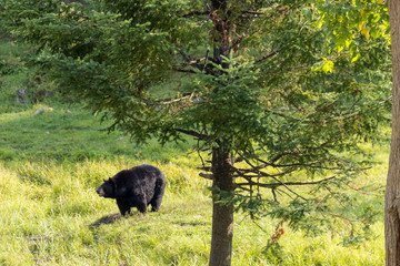 Bear in Parc Omega (Canada)