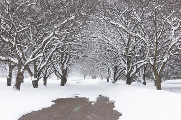 Snow covered path under arched trees in snowstorm. 