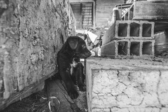 cachorro abandonado