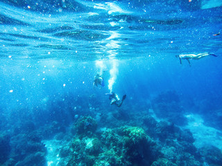 Fototapeta na wymiar Divers and Snorklers in Caribbean Sea