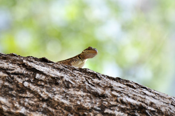  Little lizard
