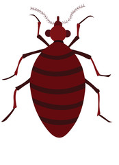 A Bedbug