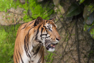 Fototapeta premium Tygrys, tygrys, dziki, dziki, twarz tygrysa.