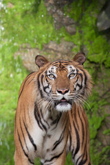 Fototapeta na wymiar Tiger, tiger, wild, feral, the face of the tiger.