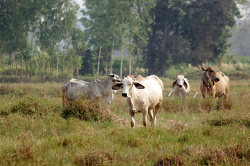 cows grazing on grassy green field
