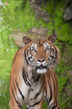 Tiger, tiger, wild, feral, the face of the tiger.