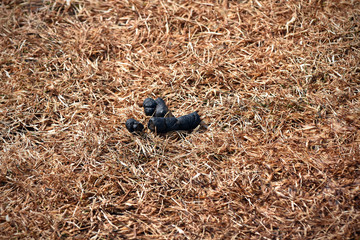 Dog Poop Close Up