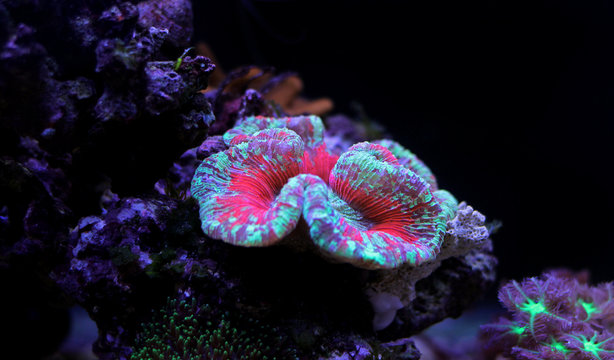 Open brain coral isolated image