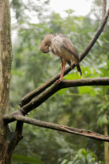 Brazilian Wildlife - Seriema