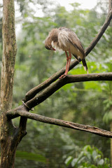 Brazilian Wildlife - Seriema