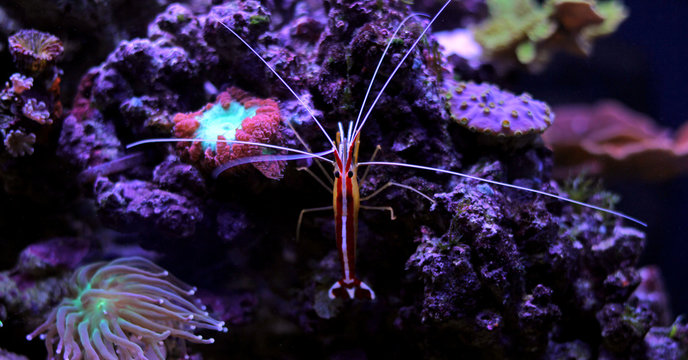 Lysmata cleaner shrimp in coral reef tank