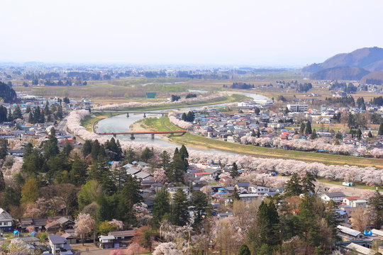 角館　桜　満開　武家屋敷　桧木内川　桜並木