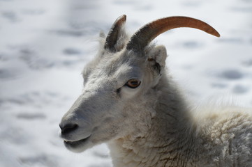 Dall Sheep