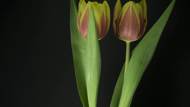 4K Time- Lapse. Growth of tulips, bloom, wither.