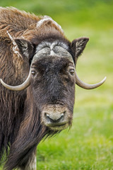 Large Musk Ox staring at the camera.