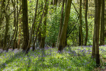 Carpet of bluebells at Beaconwood and the Winsel