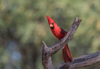 Male Northern Cardinal